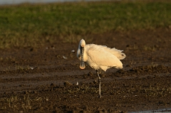 David Plant Photography - Wildlife Photography - Spoonbill - A